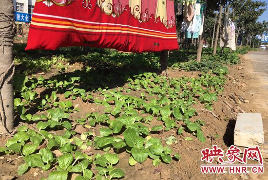 西四環(huán)中原路交叉口，大片生態(tài)廊道被毀，變成私家菜園。