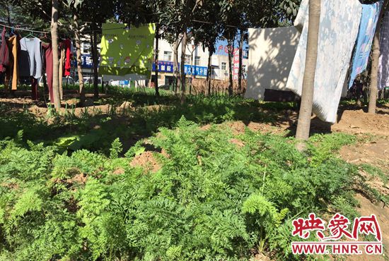 西四環(huán)中原路交叉口，大片生態(tài)廊道被毀，變成私家菜園。