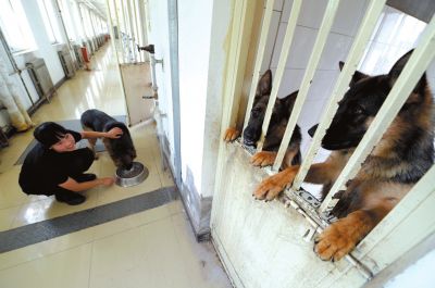 馴犬員給搜油犬準(zhǔn)備晚餐。