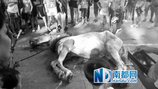 死馬拉的車。 游客圍觀死馬。游客供圖