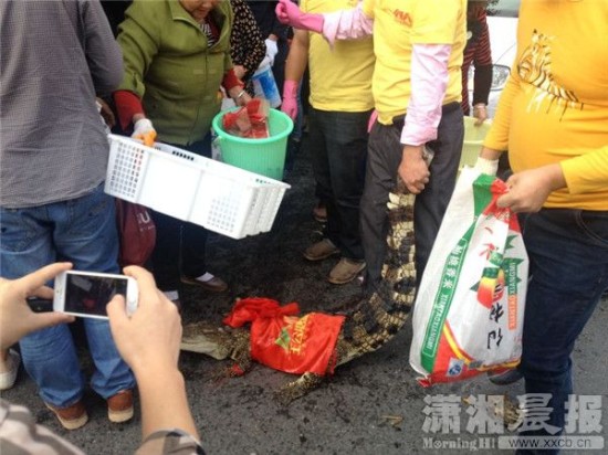 鱷魚被車主抓到。