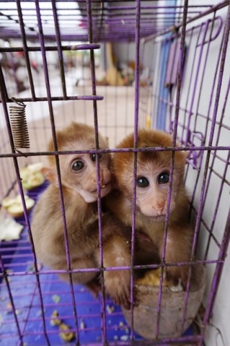 獼猴、麂子、白鷴、果子貍、豪豬、豺狗、熊、竹鼠等國(guó)家保護(hù)野生動(dòng)物或?yàn)l危物種，在此成為各路食客的盤中餐
