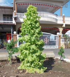 馬口親善花園居民李亞德種出“高人一等”的生菜，這棵3英尺高的生菜好像圣誕樹，令人稱奇。