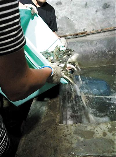 主人將撈上來的魚放進(jìn)魚池。