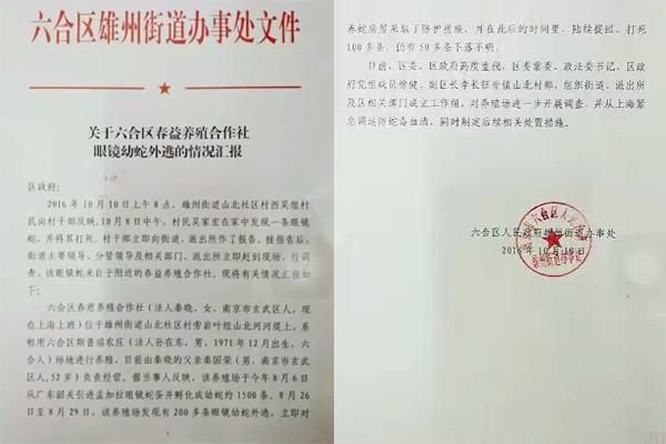 交匯點(diǎn)10月10日消息， 10日晚上，一則消息在南京人的朋友圈和微信群里瘋傳，網(wǎng)傳消息稱：六合雄州街道山北村一個(gè)農(nóng)莊私自養(yǎng)眼鏡蛇，幾天前突然跑出來(lái)了，估計(jì)二三百條。交匯點(diǎn)記者向六合區(qū)委宣傳部相關(guān)人士求證，證實(shí)了此事確實(shí)發(fā)生。