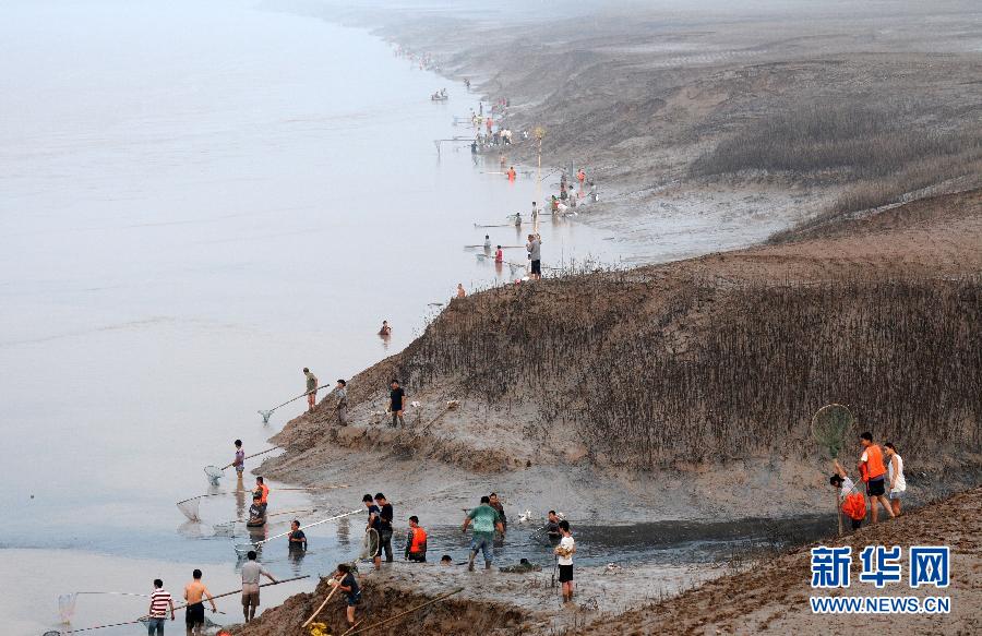 7月6日,在山西省平陸縣黃河岸邊,人們在捕撈黃河“流魚”。