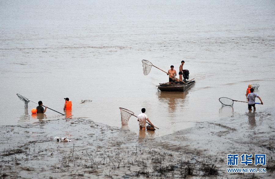 7月6日,在山西省平陸縣黃河河道內(nèi),人們在捕撈黃河“流魚”。