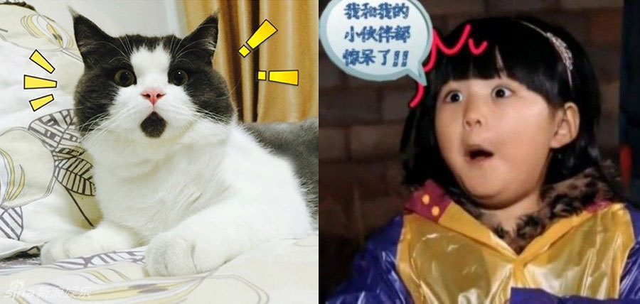 不小心就撞臉了！盤點動物界的明星相