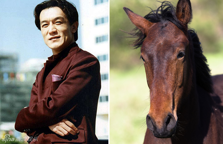 不小心就撞臉了！盤點動物界的明星相