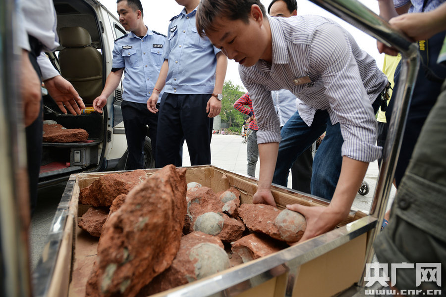 2015年4月19日，廣東河源，道路改造施工現(xiàn)場，挖出一大窩恐龍蛋化石。