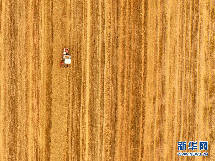 這是5月28日在河南省南陽(yáng)市唐河縣甘河灣村航拍的麥?zhǔn)宅F(xiàn)場(chǎng)。
