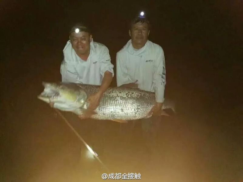 　圖為大魚需要兩個人抱起。