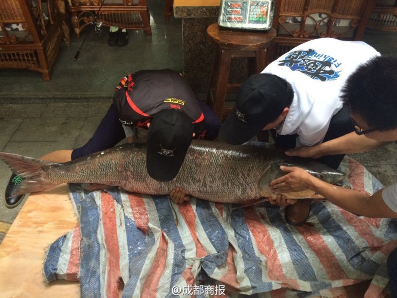 圖為父子倆翻動大魚。