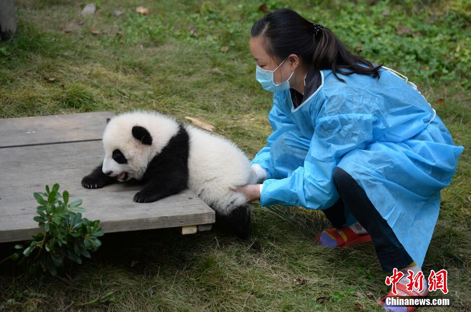 一名飼養(yǎng)員正幫助一只小大熊貓練習(xí)攀爬。