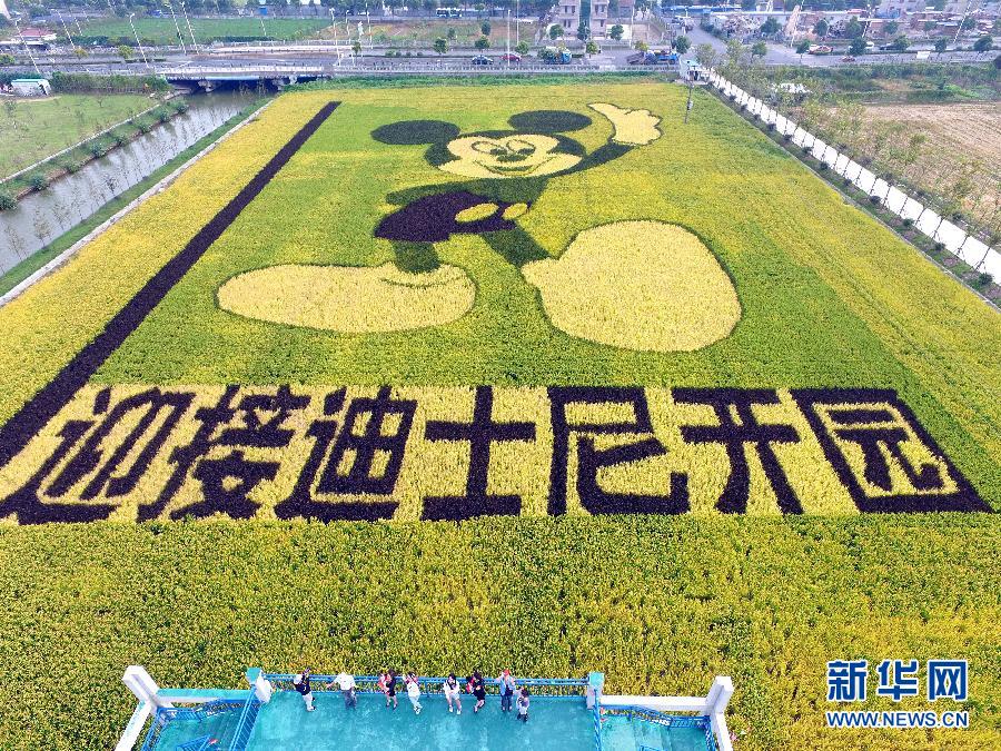 10月25日，游客在觀景臺上觀賞“米老鼠”稻田畫。