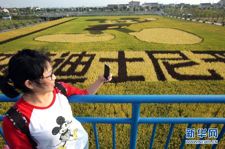 10月25日，游客在觀景臺上觀賞“米老鼠”稻田畫。