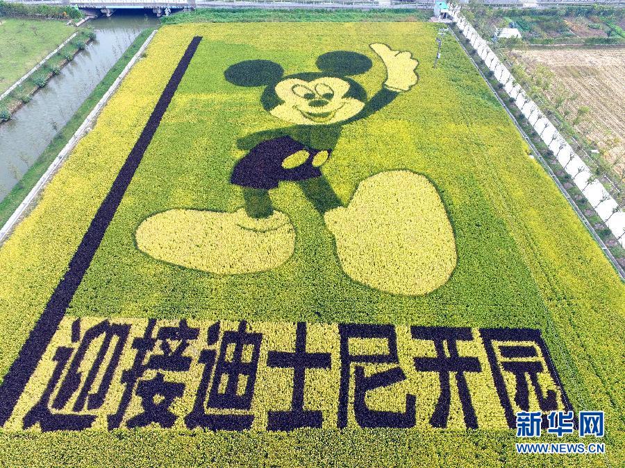 10月25日，游客在觀景臺上觀賞“米老鼠”稻田畫。