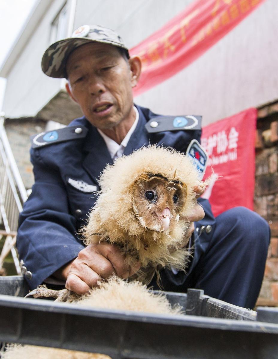 這5只雛鳥長得既像貓頭鷹，又像老鷹，危億玲和她丈夫便上網(wǎng)查詢，也沒查出來到底是什么動物。因為擔(dān)心這些雛鳥是保護(hù)動物，放在自己家里會養(yǎng)不好，危億玲便聯(lián)系上了都昌縣林業(yè)局野生動植物保護(hù)管理站。