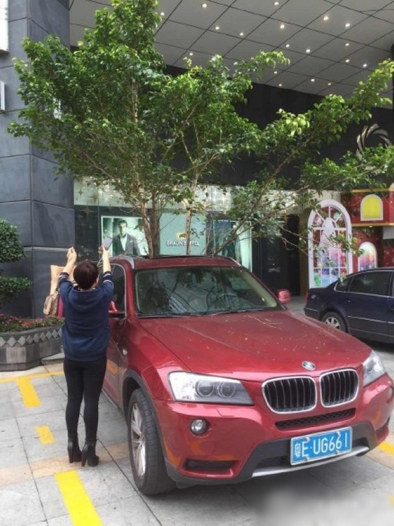 一輛停在停車位上的寶馬轎車，被墜落的樹枝砸中，樹枝徑直插入車內(nèi)，現(xiàn)場引發(fā)不少市民圍觀拍照。