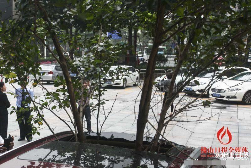 一輛停在停車位上的寶馬轎車，被墜落的樹枝砸中，樹枝徑直插入車內(nèi)，現(xiàn)場引發(fā)不少市民圍觀拍照。