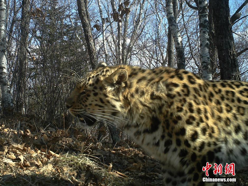黑龍江老爺嶺保護(hù)區(qū)多次拍到野生東北虎、豹影像