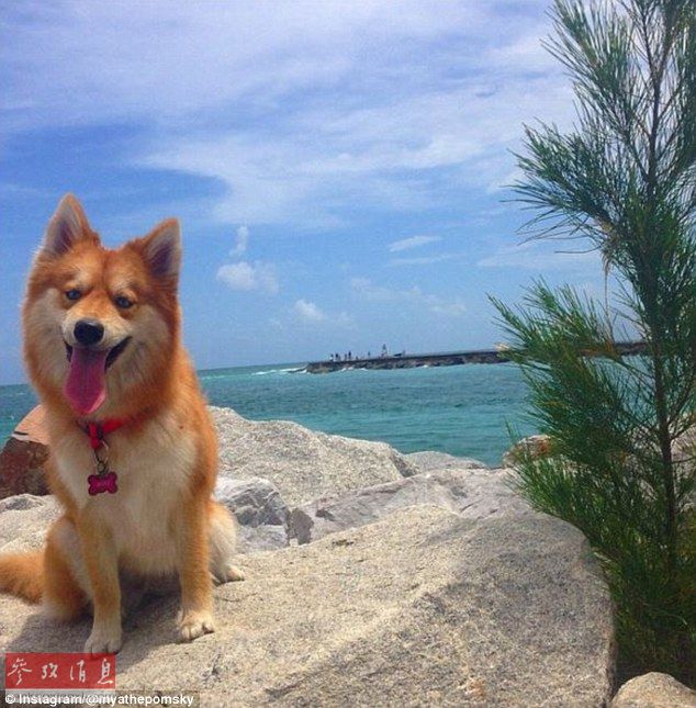 狐貍還是狗？藍(lán)眼睛萌寵走紅網(wǎng)絡(luò)