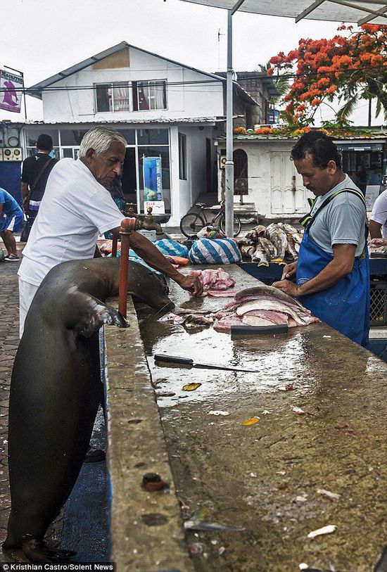 厄瓜多爾海獅成魚攤“?？汀?排隊(duì)“買”金槍魚