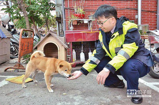 圖中這只柴犬生性好動，逢人就搖起臀部及尾巴