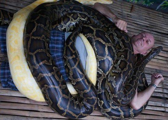 菲律賓一家動物園為游客提供蟒蛇按摩服務。