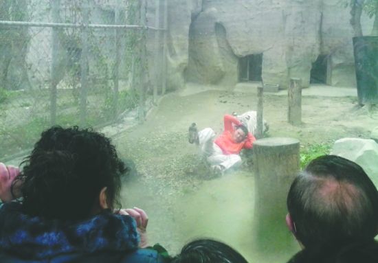 昨日，成都動物園，男子進入白虎活動區(qū)后被白虎拖行。動物園出動50多人成功營救下他
