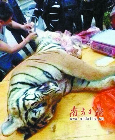 　殺虎現(xiàn)場(chǎng)。由匿名受訪人提供