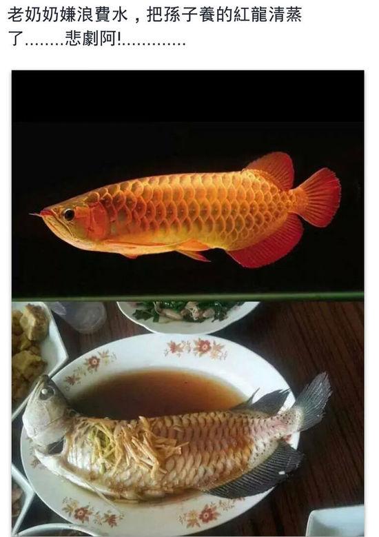 老奶奶嫌浪費水,把孫子養(yǎng)的紅龍清蒸了。圖片取自臺媒