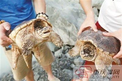 楊先生買來(lái)的鱷龜有很強(qiáng)的攻擊性。見(jiàn)習(xí)記者 雷鍵 攝