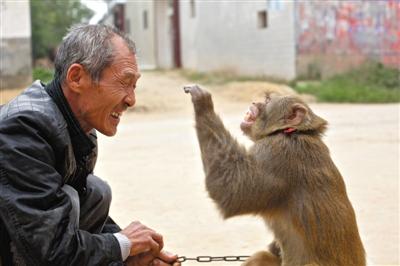 10月13日，新野縣鮑灣村耍猴人楊林貴蹲在家門(mén)口和自己的猴子玩耍。楊林貴，耍猴近三十年。