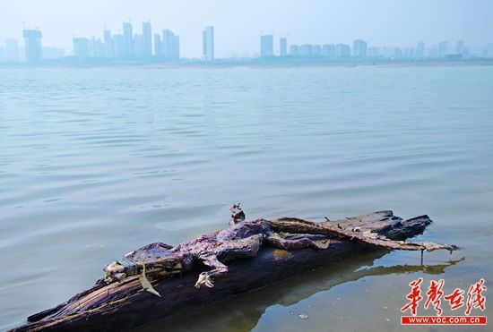 23日上午，瀏陽河與湘江交匯的地方發(fā)現(xiàn)了一條鱷魚的尸骸。