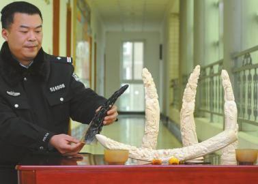 1月5日，辦案民警展示擋獲的犀牛角、盔犀鳥頭、象牙制品。
