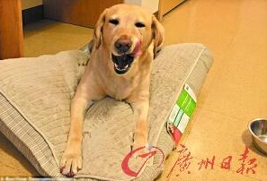 機智的導盲犬尤蘭達。