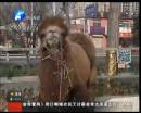 駱駝肉當(dāng)街叫賣合法？