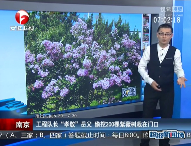南京：工程隊(duì)長(zhǎng)“孝敬”岳父 偷挖200棵紫薇樹(shù)栽在門口