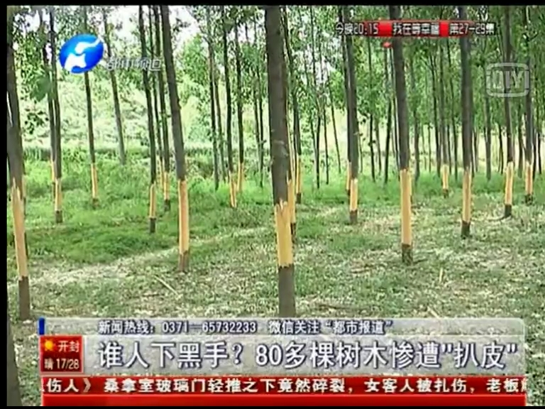 80多棵樹被“扒皮” 誰痛下黑手？