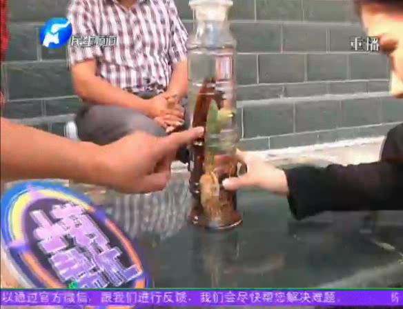 神奇！泡酒人參發(fā)芽長(zhǎng)樹(shù)葉
