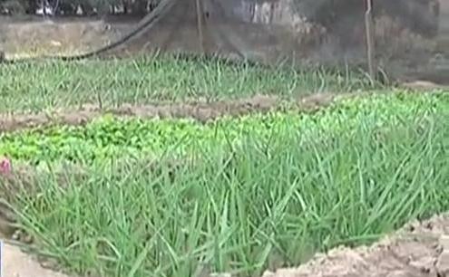 生態(tài)廊道變菜園 誰干的？
