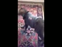 醉酒的貓咪回到家后各種搞笑！