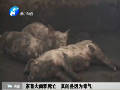 家畜大面積死亡 真的是因為毒氣！