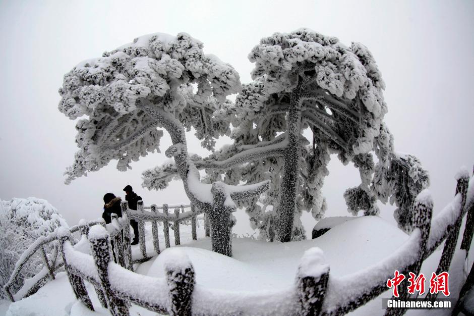 12月18日，雪后的安徽黃山風(fēng)景區(qū)出現(xiàn)了大面積雪凇美景，銀裝素裹，玉樹瓊枝，游人置身其間，如醉如癡。
