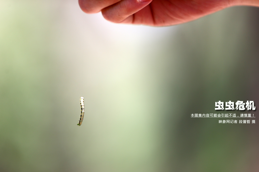 當(dāng)小蟲(chóng)子從樹(shù)上垂絲而下懸在半空中時(shí)，給路上的行人帶來(lái)諸多不便