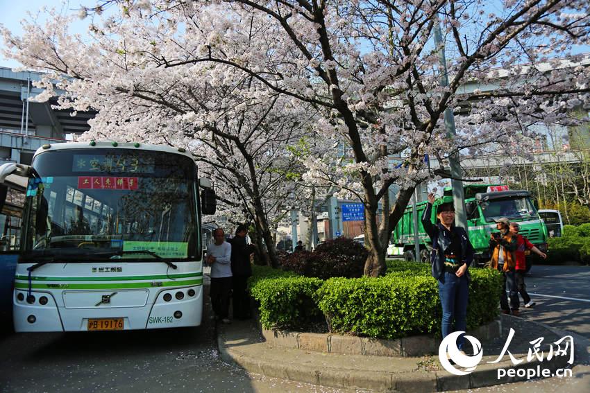 上?！白蠲拦卉?chē)站”爆紅 成熱門(mén)賞櫻地